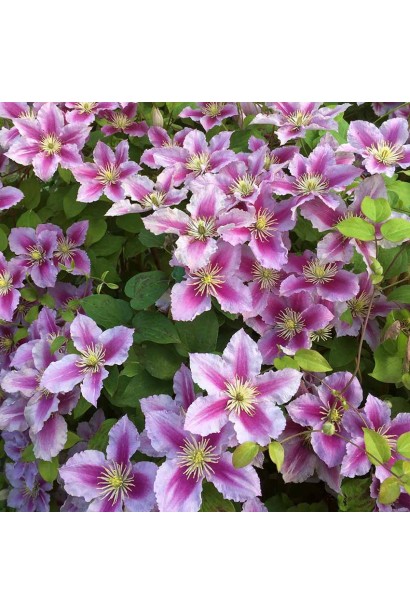 Унікальний сорт клематиса Піілу